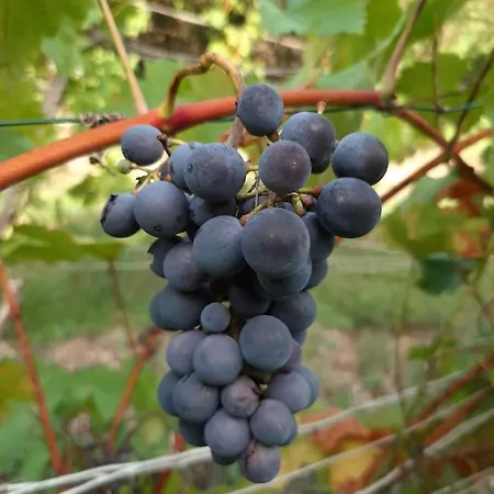 Holiday home Elbsommer Am Weinberg Ii