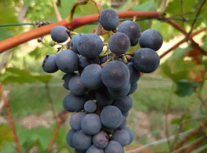 Dom wakacyjny Elbsommer Am Weinberg Ii